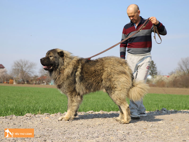 Cach-nuoi-cho-caucasian-shepherd-hieu-qua-thucanh