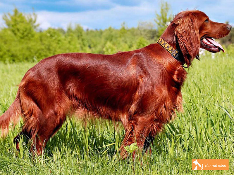 Cach-nuoi-cho-irish-setter-hieu-qua-1-thucanh