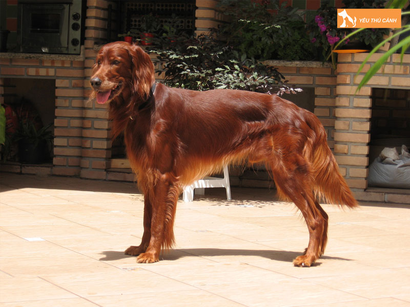 Cach-nuoi-cho-irish-setter-hieu-qua-thucanh