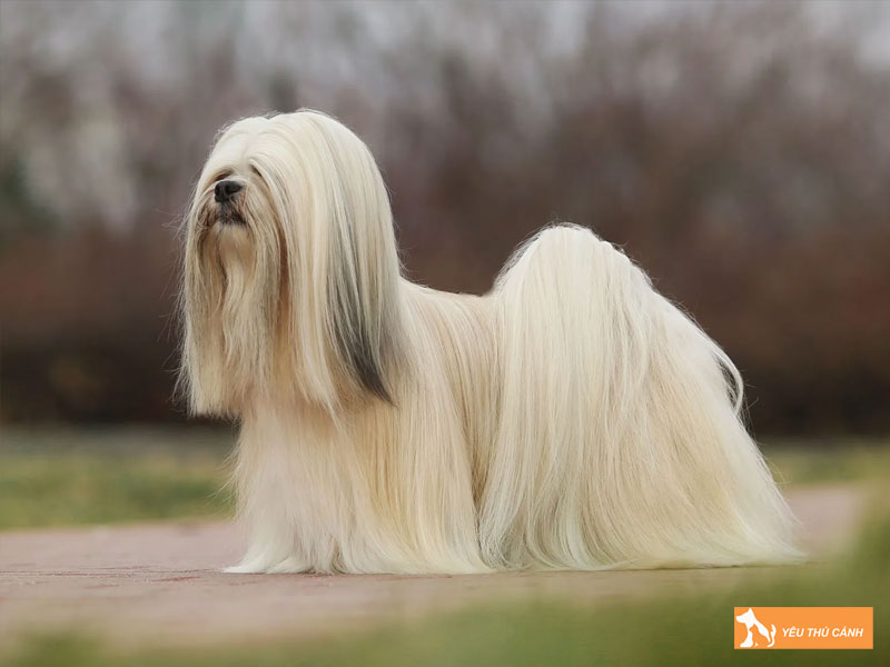 Cach-nuoi-cho-lhasa-apso-hieu-qua-1-thucanh