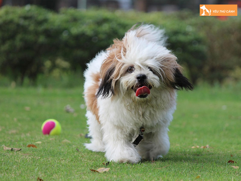 Cach-nuoi-cho-lhasa-apso-hieu-qua-thucanh