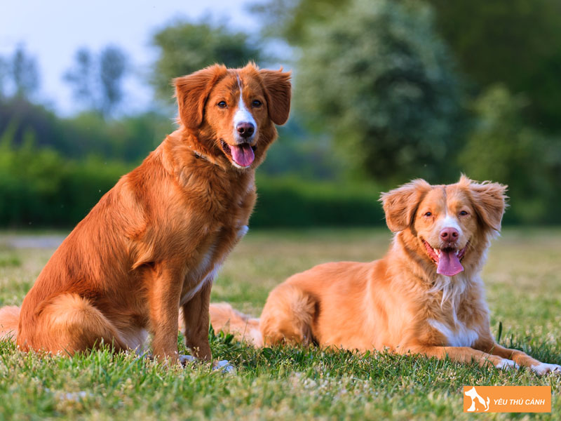 Cach-nuoi-cho-nova-scotia-hieu-qua-1-thucanh