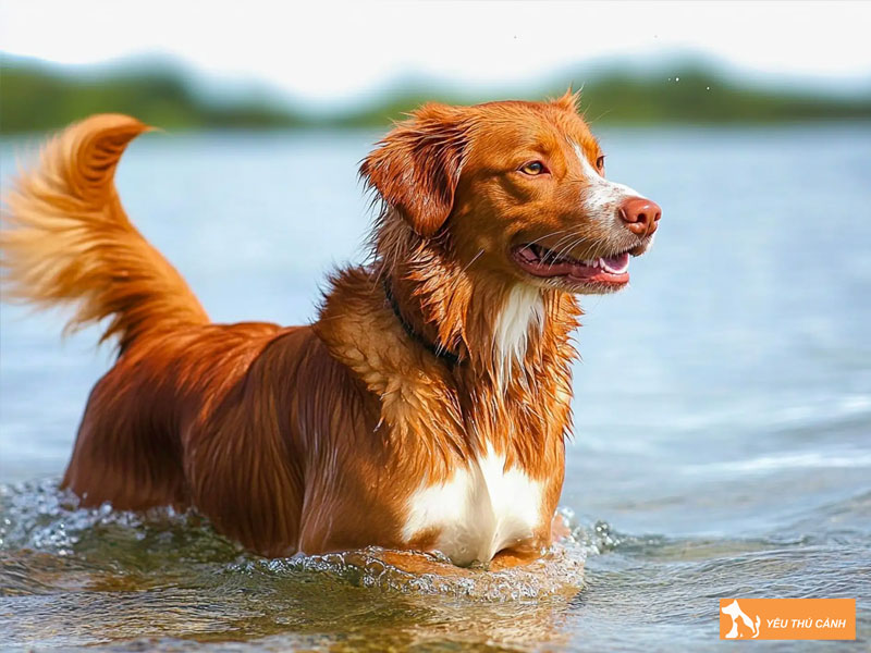 Cach-nuoi-cho-nova-scotia-hieu-qua-2-thucanh