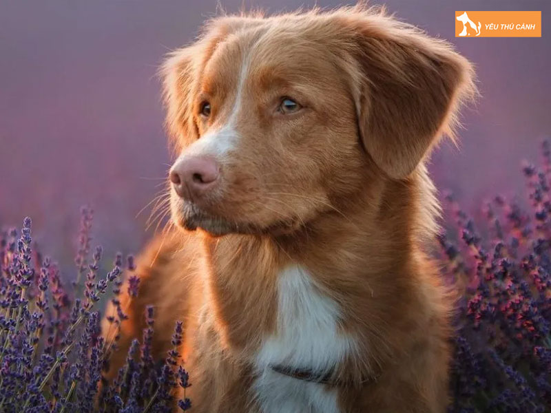 Cach-nuoi-cho-nova-scotia-hieu-qua-thucanh