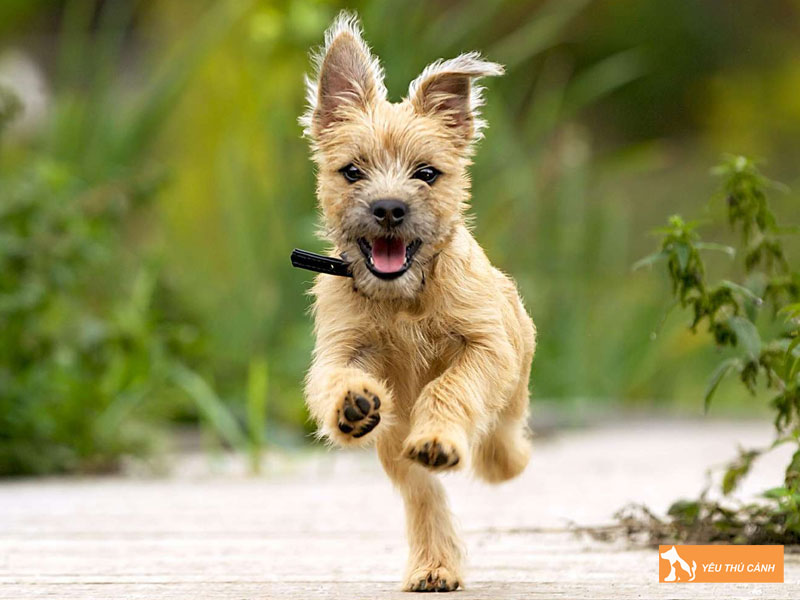 Cach-nuoi-cho-suc-cairn-1-thucanh