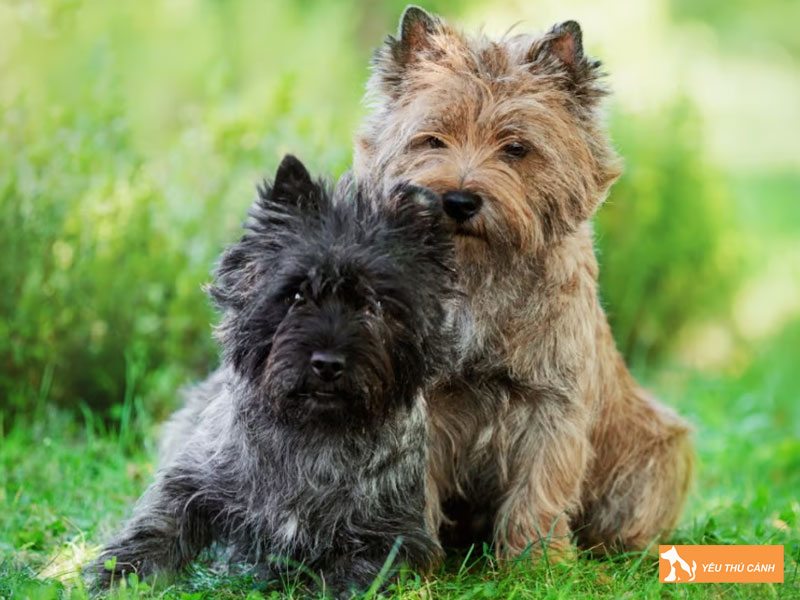 Cach-nuoi-cho-suc-cairn-2-thucanh