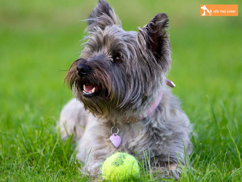 Cach-nuoi-cho-suc-cairn-thucanh