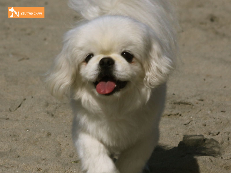 Cho-bac-kinh-thucanh