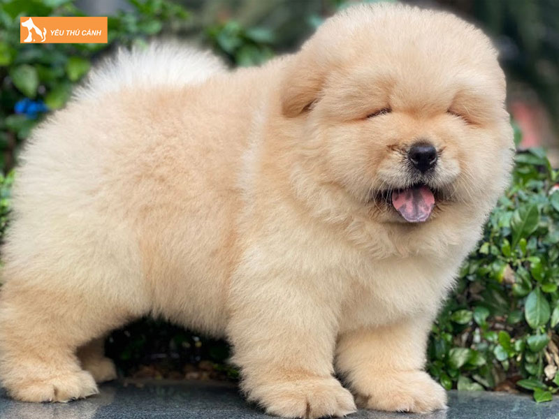 Cho-chow-chow-thucanh