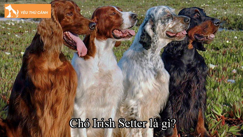 Chó Irish Setter là gì? Nuôi làm sao cho đúng cách, lớn nhanh? Chó Irish Setter là gì? Nuôi làm sao cho đúng cách, lớn nhanh?