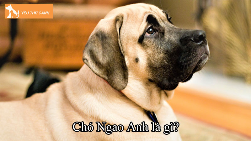 Chó Ngao Anh là gì? Thông tin về đặc điểm và cách chăm sóc