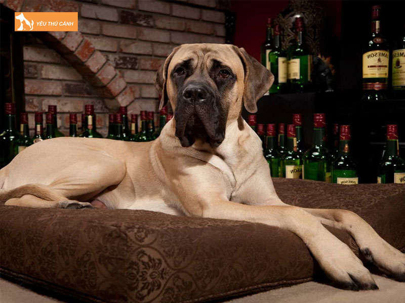 Cho-ngao-anh-la-gi-thucanh