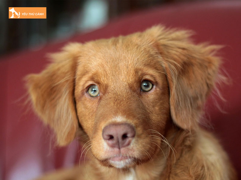 Cho-nova-scotia-la-gi-thucanh