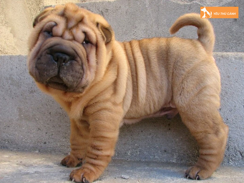 Cho-shar-pei-cho-sa-bi-thucanh