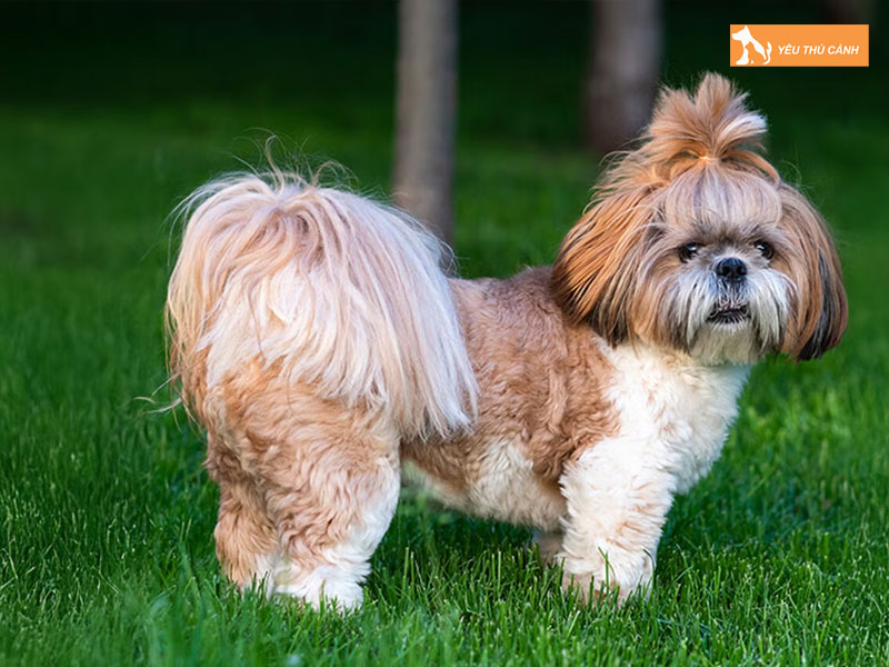 Cho-shih-tzu-thucanh