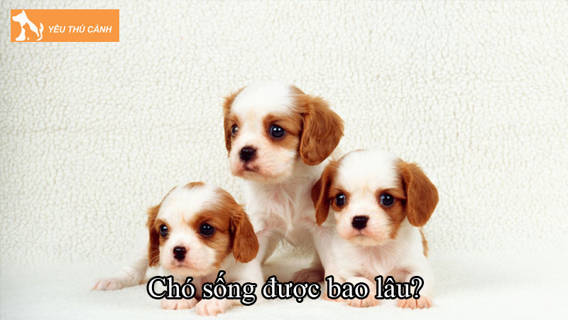 Chó sống được bao lâu? Các yếu tố ảnh hưởng tuổi thọ của chó Chó sống được bao lâu? Các yếu tố ảnh hưởng tuổi thọ của chó