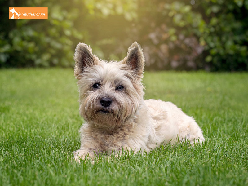 Cho-suc-cairn-la-gi-thucanh