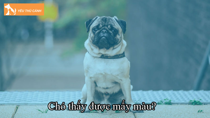 Chó thấy được mấy màu? Khám phá sự thật thú vị về mắt chó Chó thấy được mấy màu? Khám phá sự thật thú vị về mắt chó