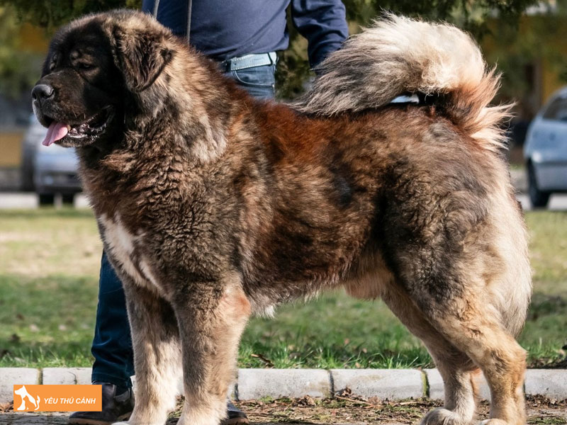 Dac-diem-cho-caucasian-shepherd-thucanh