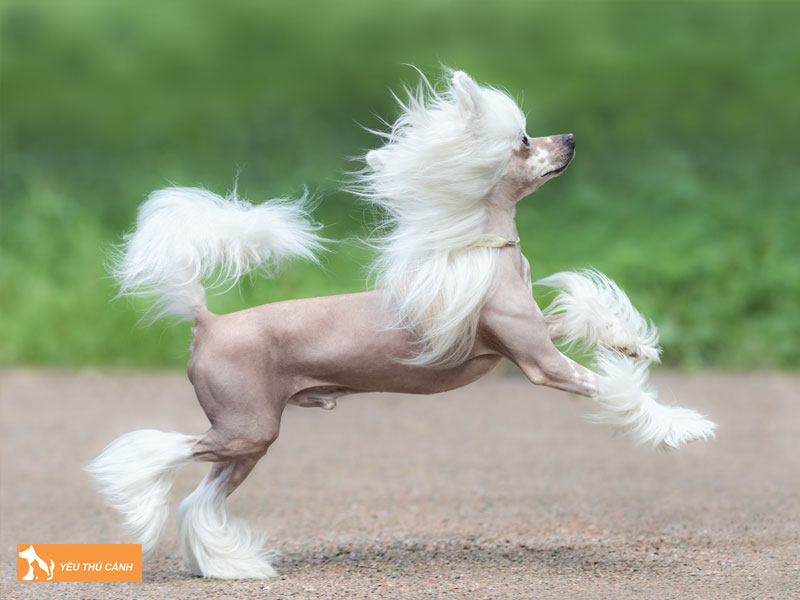 Dac-diem-cua-cho-chinese-crested-thucanh