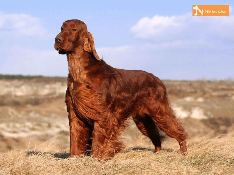 Dac-diem-cua-cho-irish-setter-thucanh