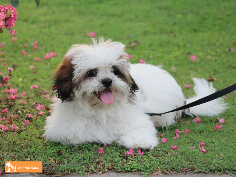 Dac-diem-cua-cho-lhasa-apso-thucanh