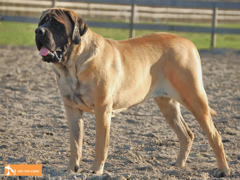 Dac-diem-cua-cho-ngao-anh-1-thucanh