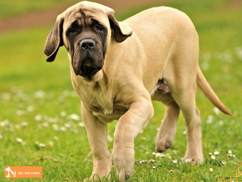 Dac-diem-cua-cho-ngao-anh-thucanh