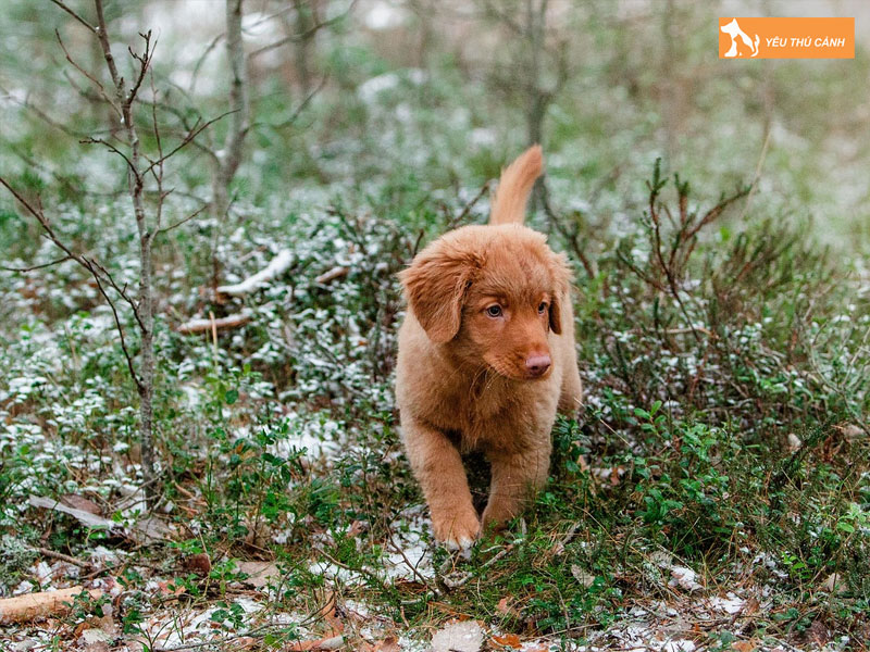 Dac-diem-cua-cho-nova-scotia-thucanh