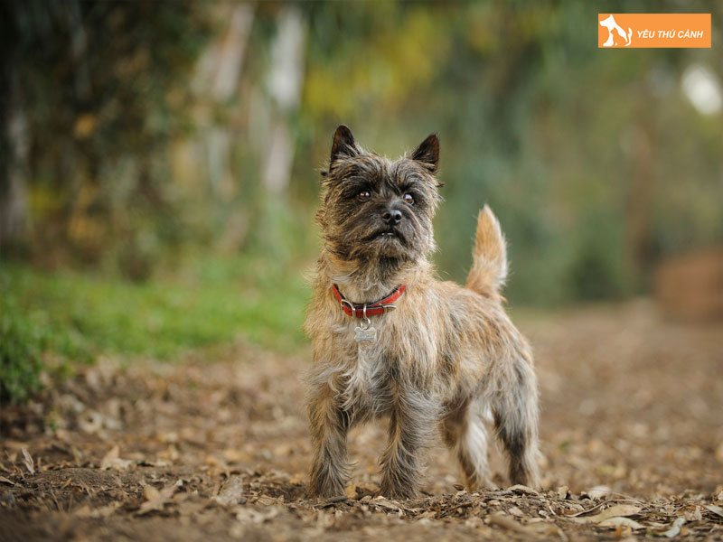 Dac-diem-cua-cho-suc-cairn-thucanh