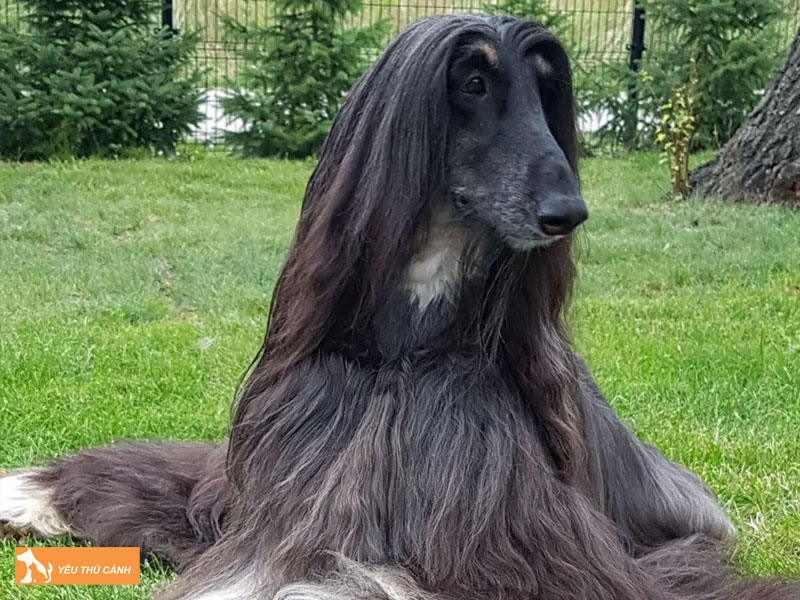 Dac-diem-cua-giong-cho-afghan-hound-thucanh