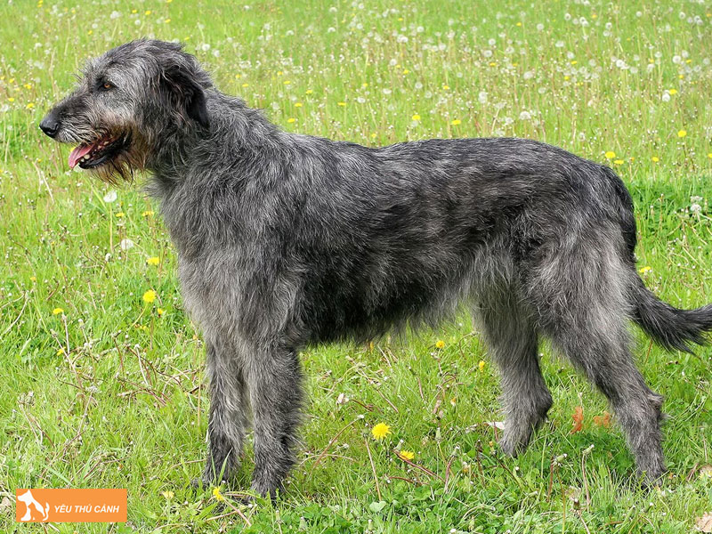 Gioi-thieu-ve-cho-irish-wolfhound-thucanh