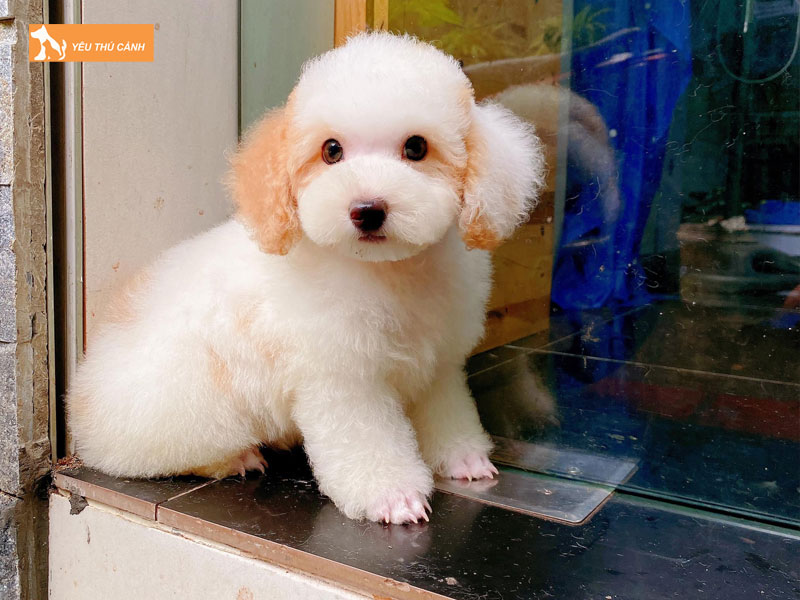 Giong-cho-poodle-co-the-song-duoc-bao-lau-thucanh