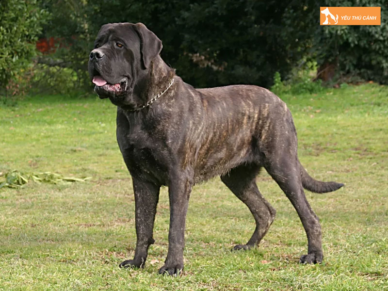 Kinh-nghiem-cham-soc-cho-ngao-anh-1-thucanh