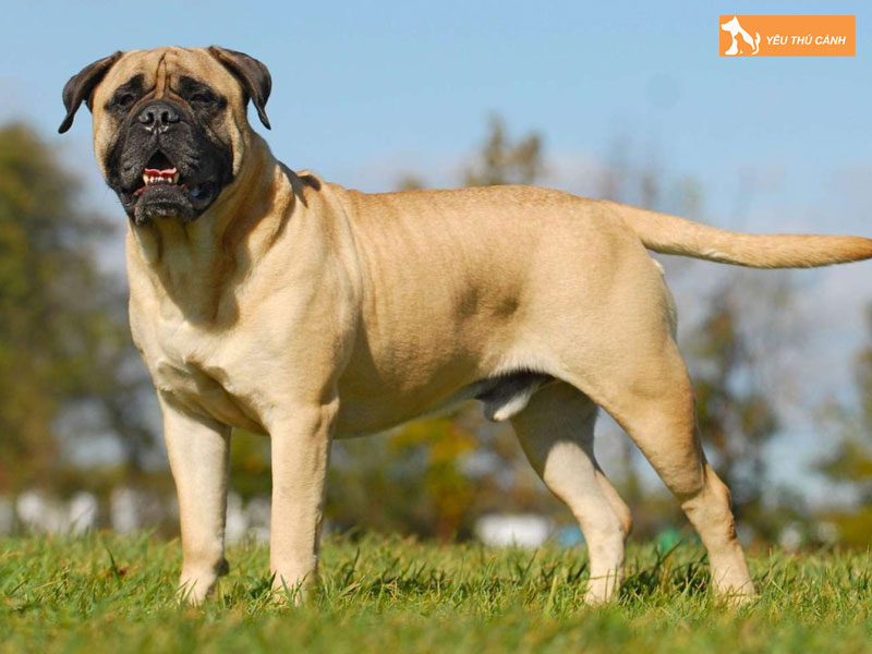 Kinh-nghiem-cham-soc-cho-ngao-anh-thucanh