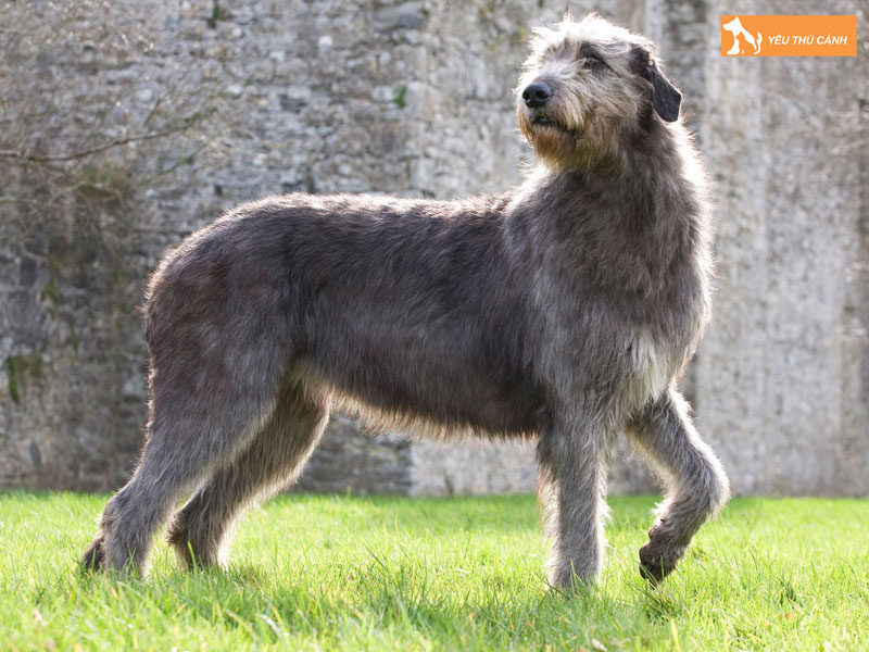 Kinh-nghiem-nuoi-cho-irish-wolfhound-hieu-qua-1-thucanh