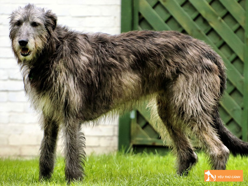 Kinh-nghiem-nuoi-cho-irish-wolfhound-hieu-qua-2-thucanh