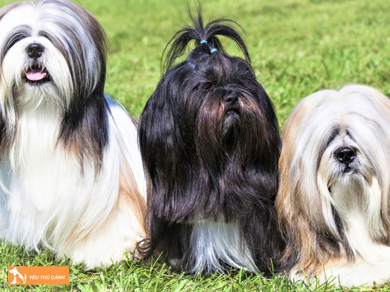 Nguon-goc-cua-cho-lhasa-apso-thucanh