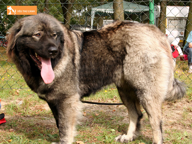 Thong-tin-ve-cho-caucasian-shepherd-thucanh