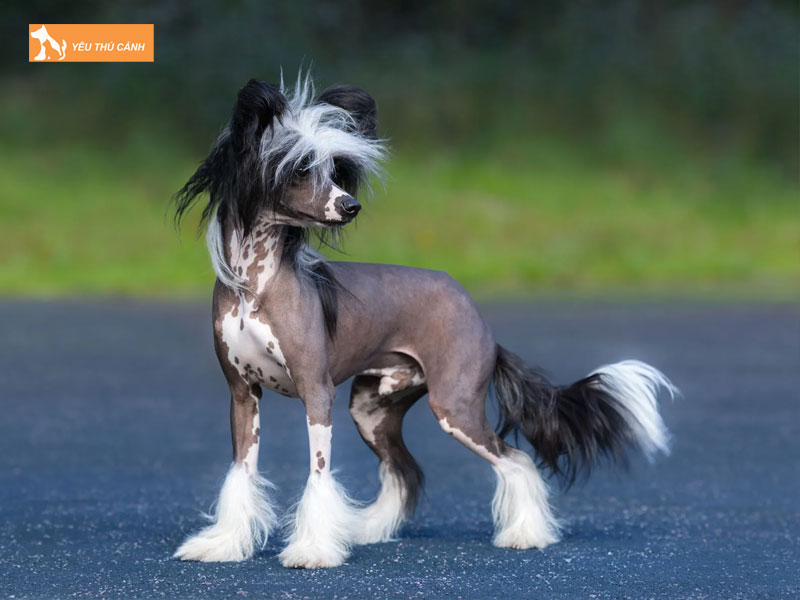 Tim-hieu-ve-giong-cho-chinese-crested-thucanh