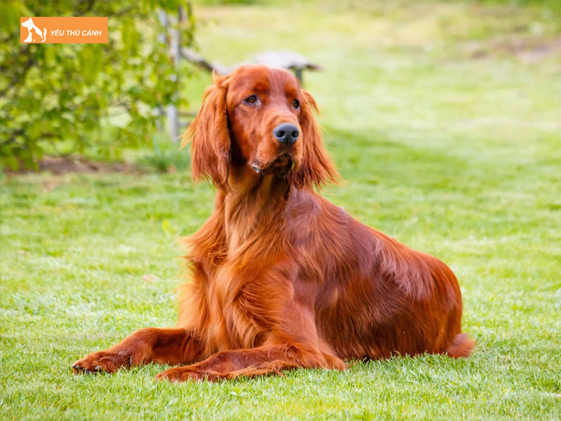 Tim-hieu-ve-giong-cho-irish-setter-thucanh