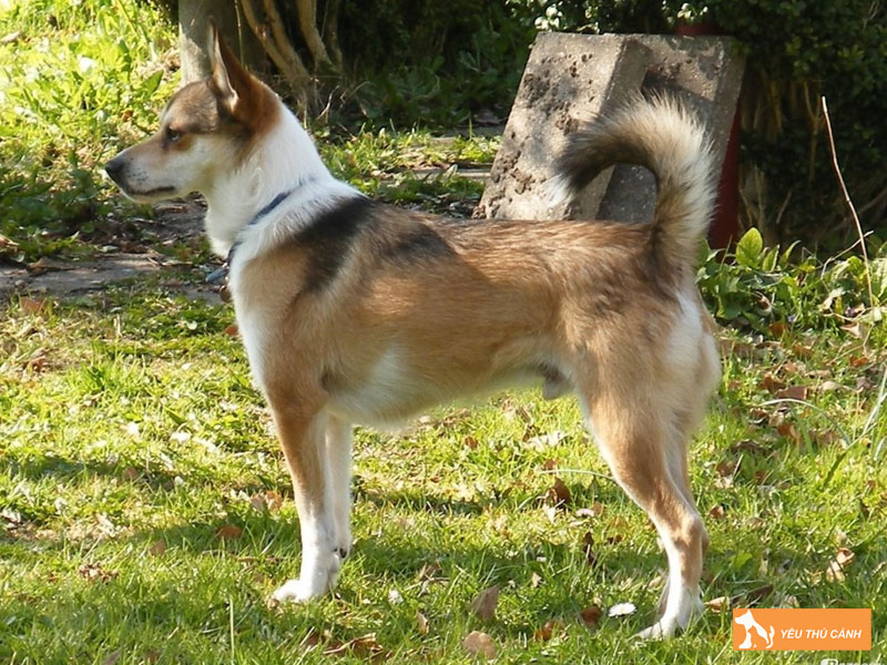 Cach-cham-soc-cho-norwegian-lundehund-1-thucanh