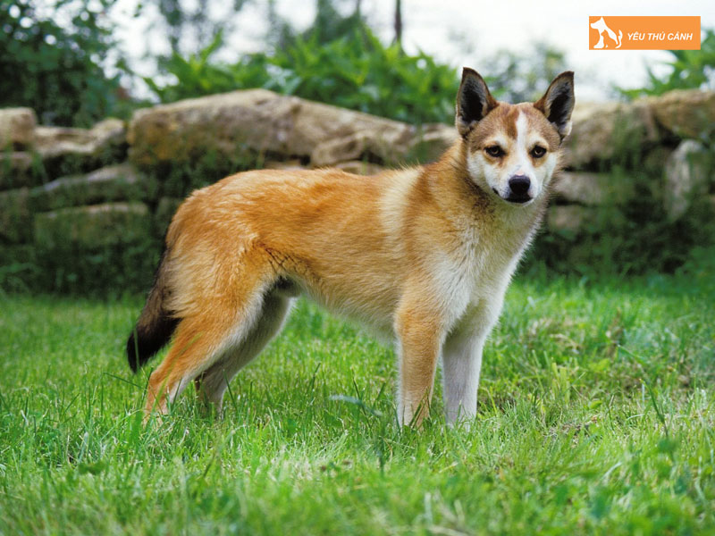 Cach-cham-soc-cho-norwegian-lundehund-thucanh