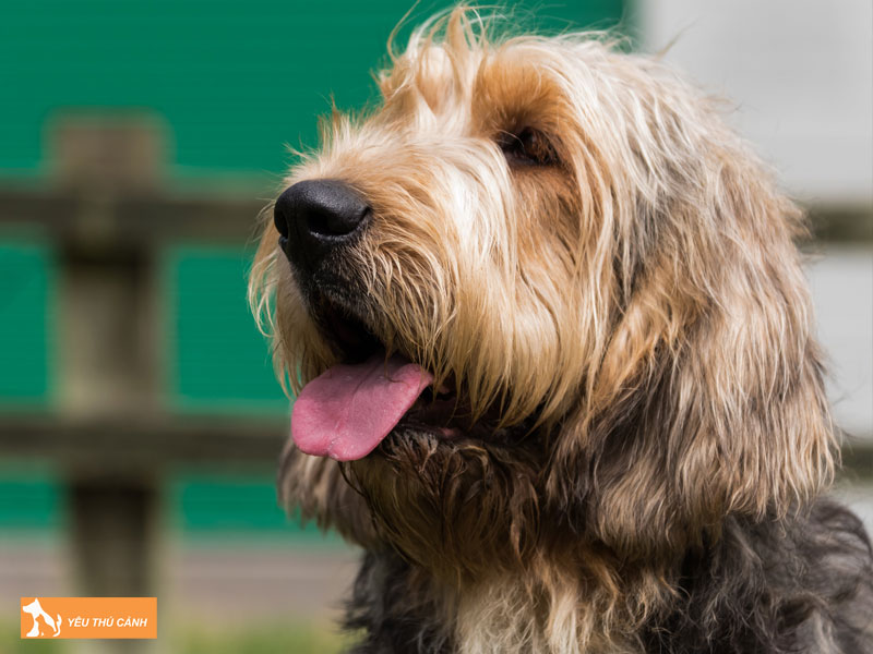 Cach-cham-soc-cho-otterhound-1-thucanh