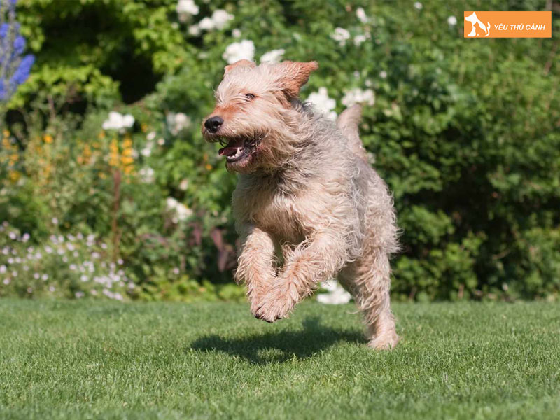 Cach-cham-soc-cho-otterhound-thucanh