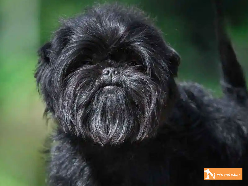 Cach-nuoi-cho-affenpinscher-khoe-dep-1-thucanh