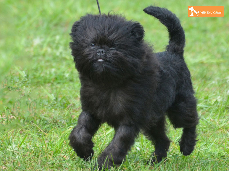 Cach-nuoi-cho-affenpinscher-khoe-dep-thucanh