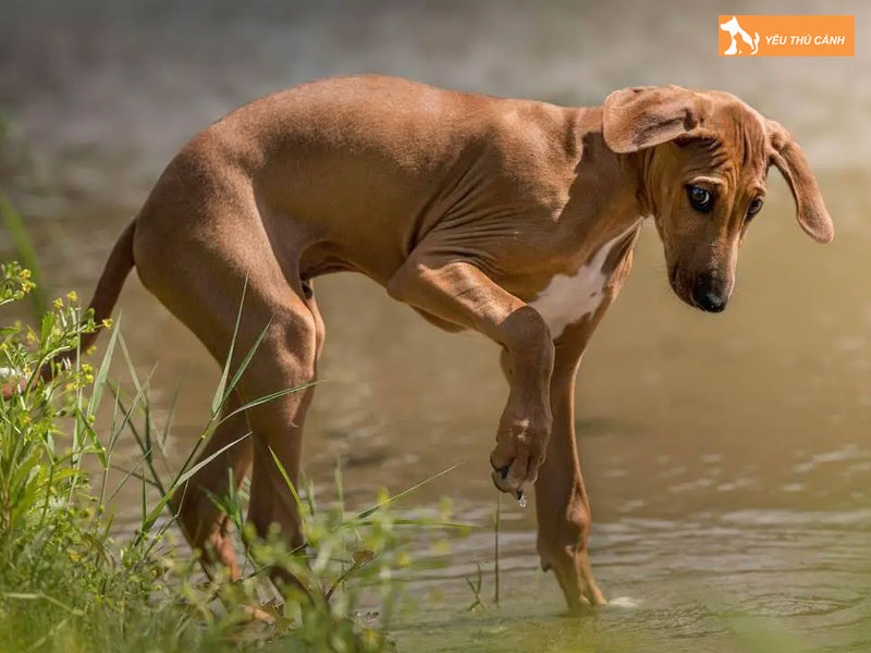 Cach-nuoi-cho-azawakh-chi-tiet-1-thucanh