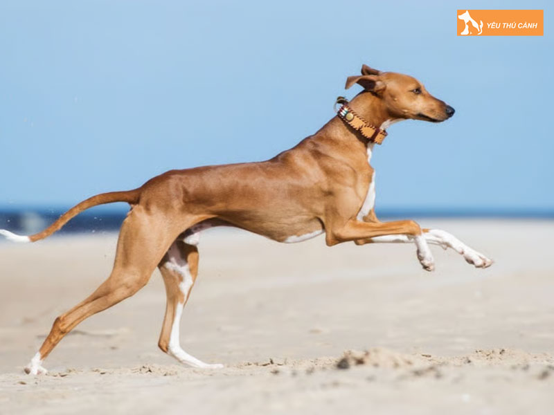 Cach-nuoi-cho-azawakh-chi-tiet-2-thucanh