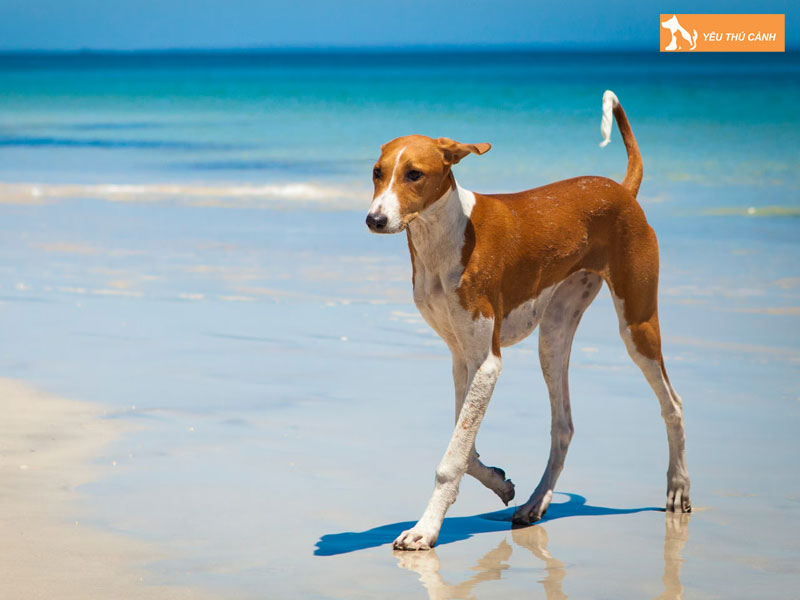 Cach-nuoi-cho-azawakh-chi-tiet-thucanh